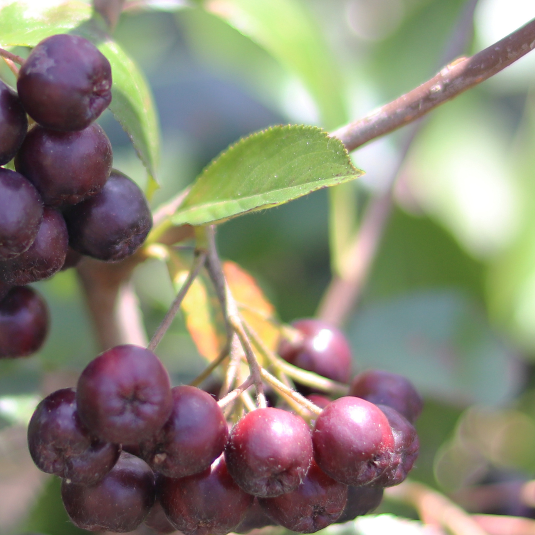 Acai Berries