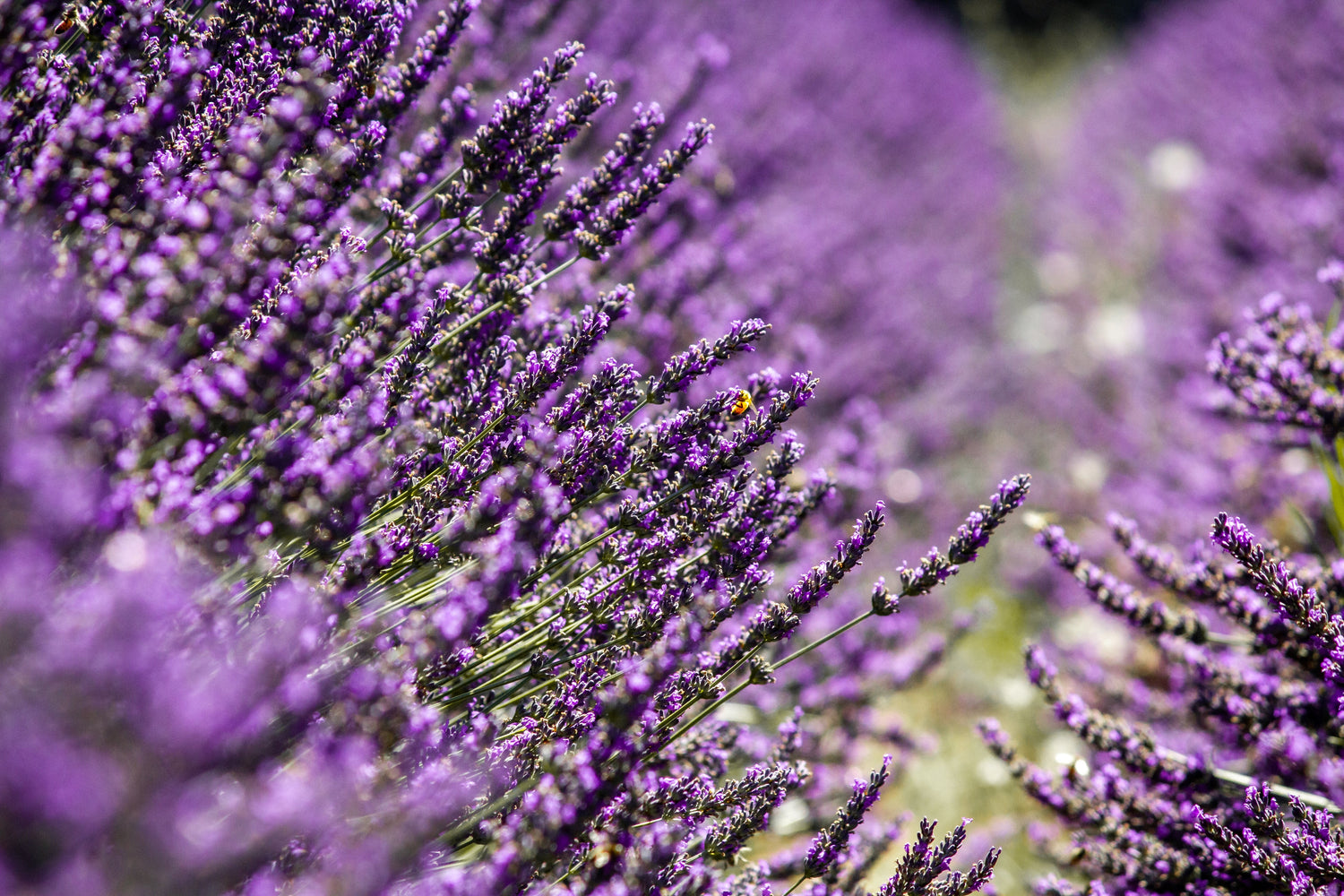 Lavender