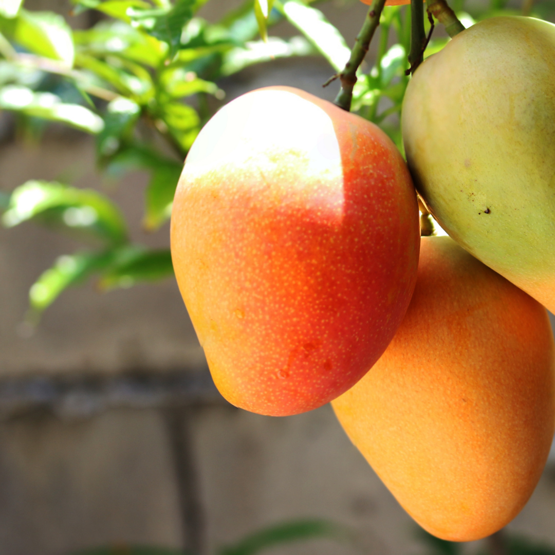 Mangoes