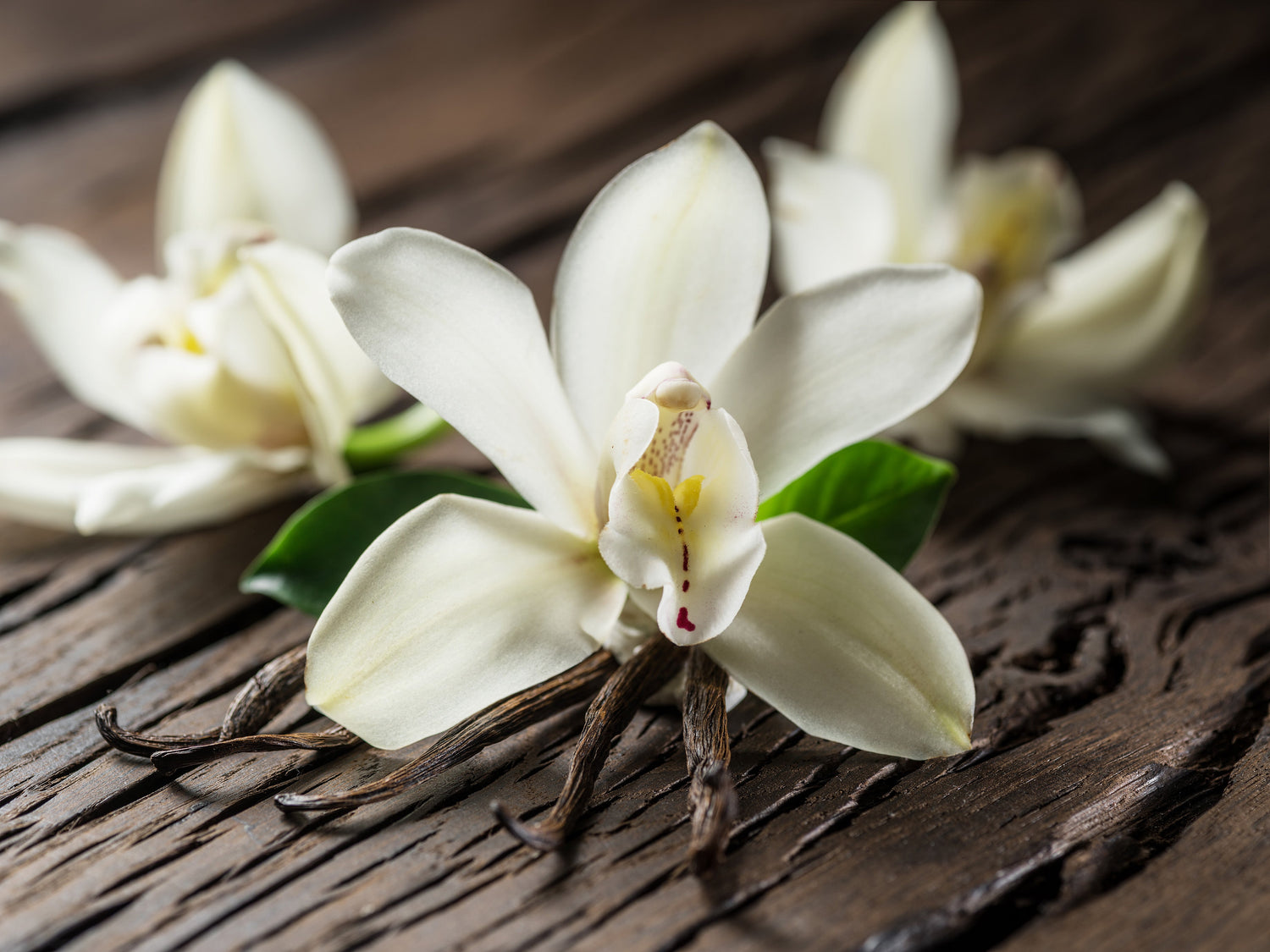 Vanilla
