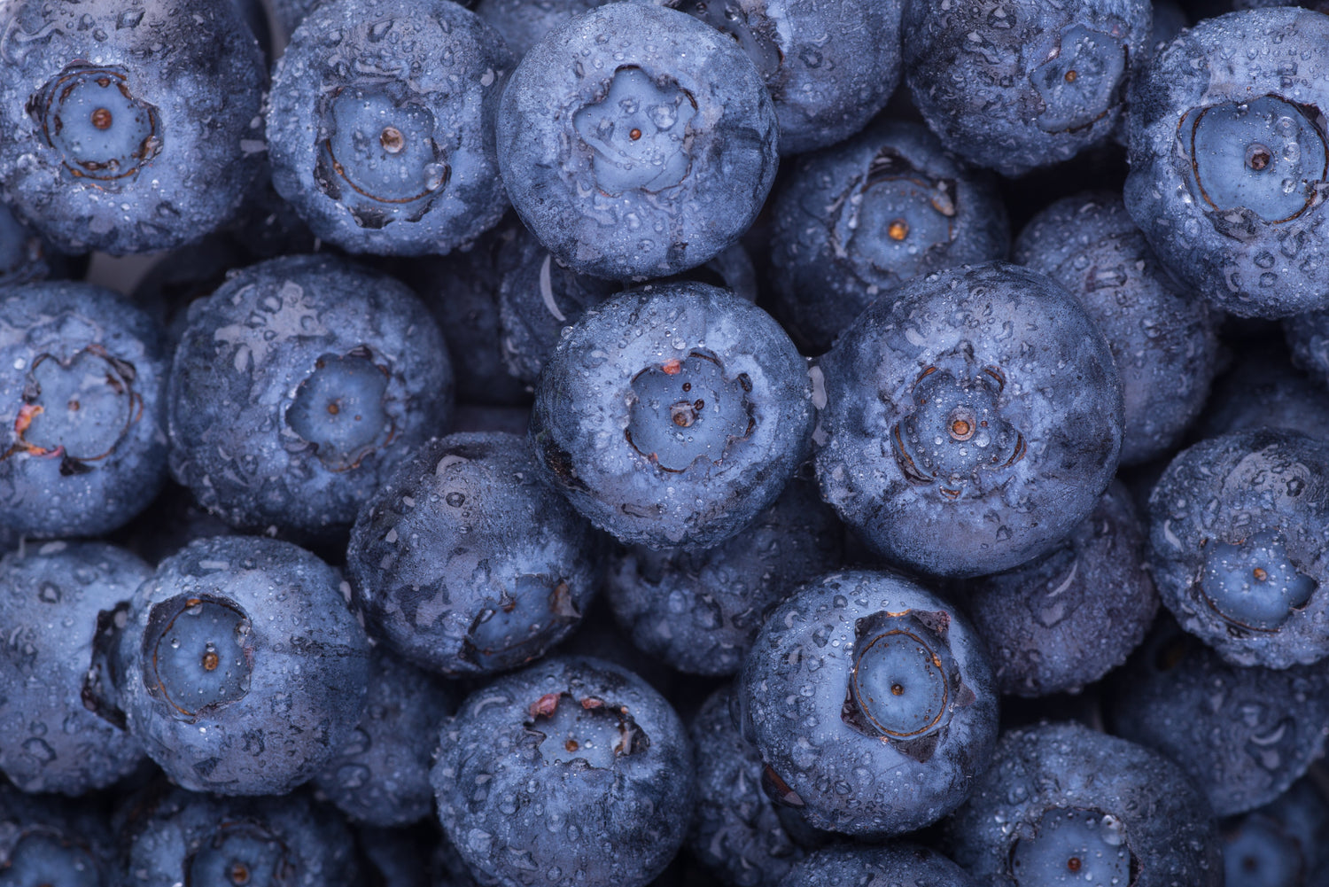 Blueberries